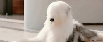 Crash du vol mh17 : Uncontrollably Fond Dog Pororo Uncontrollably Fond Uncontrollably Fond Kdrama Kdrama