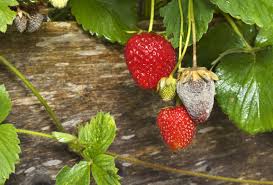 Image result for Botrytis cinerea