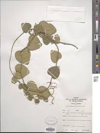 Image result for Cissampelos mucronata