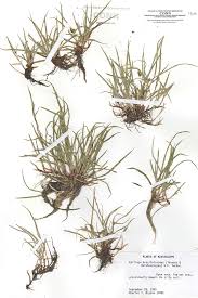 Image result for Kyllinga stenophylla