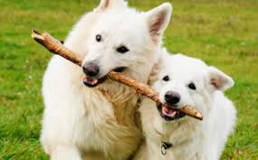 Petceutics guarantees to sell vaccines products for the lowest price in australia. Home Acorn Hill Animal Hospital
