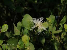 Image result for Sonneratia alba