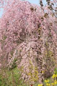 Se un albero non dà frutti, il problema è spesso legato alla fioritura, all'impollinazione o spesso ci si chiede perché i nostri alberi non producono i frutti che ci aspettiamo, e la risposta è quasi sempre. Giardini