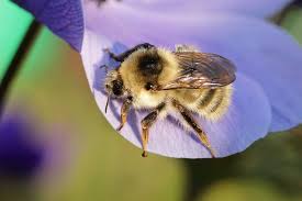 Image result for Bombus veteranus