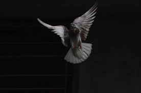 Bird Hitting Window Meaning Bird Hitting Window Meaning Birds Meant To Be Windows