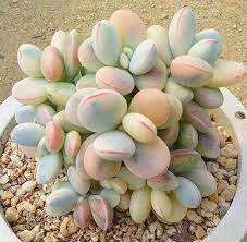 Maybe you would like to learn more about one of these? Cotyledon Orbiculata Cv Variegated Succulents Plants Cool Plants