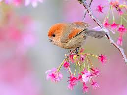 Check spelling or type a new query. Wallpaper Burung Cantik Hd Unduh Gratis Wallpaperbetter