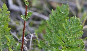 Image result for Mohria