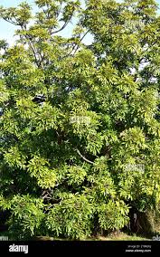 Image result for Ekebergia