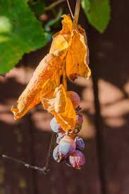 Image result for peronospora grapevine