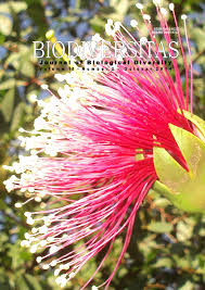 Image result for Coleus betonicifolius