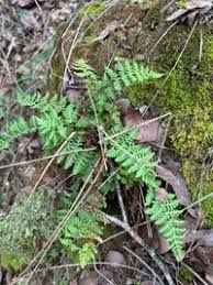 Image result for Woodsiaceae