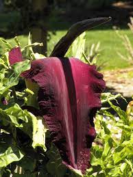 A Plant With Dragon S Breath Northwestphotos