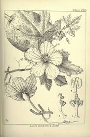 Image result for Lagenaria abyssinica