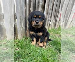 The name derives from the small town of rottweil, germany. View Ad Rottweiler Puppy For Sale Near Ohio Akron Usa Adn 251709