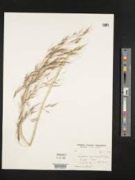 Image result for Aristida diminuta