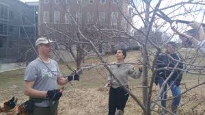 All fruit trees, but apricots and plums most susceptible. Annual Fruit Tree Pruning Workshop Attracts Students Staff Professors Sustainability