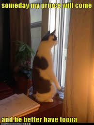 Maybe you would like to learn more about one of these? Lolcats Window Lol At Funny Cat Memes Funny Cat Pictures With Words On Them Lol Cat Memes Funny Cats Funny Cat Pictures With Words On