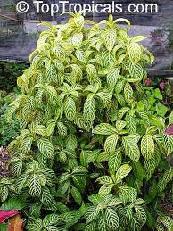 Image result for Sanchezia speciosa