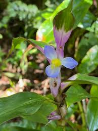 Image result for Coleotrype laurentii