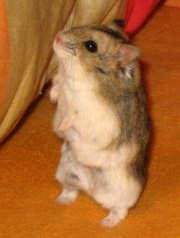 The pair may mate again immediately after birth. Campbell S Dwarf Hamster Wikipedia