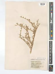 Image result for Pogonospermum subsessile