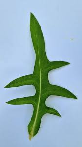 Image result for Lactuca paradoxa