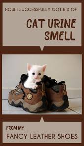 This is because cat urine how do i get rid of urine smell in my house? How I Successfully Got Rid Of Cat Urine Smell From My Fancy Leather Shoes Cleaninginstructor Com
