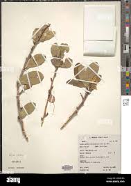 Image result for Xylotheca tettensis