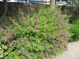Image result for Indigofera dyeri
