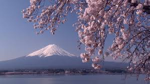 Mt Fuji With Beautiful Cherry Blossom Stock Footage Video 100 Royalty Free 14673955 Shutterstock