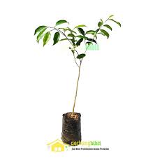 Tidak semua tanaman bisa dijadikan bonsai, namun yang paling terkenal adalah bonsai beringin. Jual Bibit Tanaman Hias Pohon Beringin Murah Di Lapak Purotani Id Bukalapak