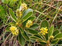 Image result for Eriosema erici-rosenii