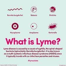 Lyme Stats Lyme Disease Symptoms Lyme Disease Awareness Lyme Disease