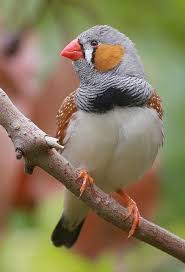 Pin On Pet Birds