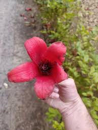 Image result for Bombax