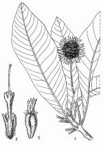 Image result for Breonadia