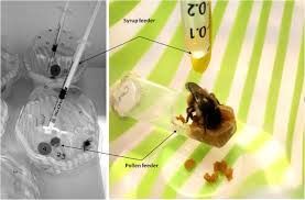 1 dropped out 6 studying 2 handed in 7 graduated 3 won 8 do 4 apply for 9 attend 5 completed 10 enrolled. Chronic Oral Exposure To Field Realistic Pesticide Combinations Via Pollen And Nectar Effects On Feeding And Thermal Performance In A Solitary Bee Scientific Reports