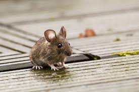 Waldmaus Forum Fur Naturfotografen Mause Tiere Ausgestopftes Tier Niedliche Tiere