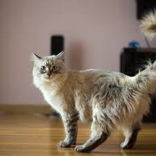 9 month old cat in human years. How Old Is Your Cat In Human Years