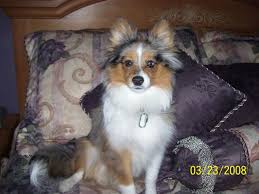Welcome to our puppies for sale in pa page! Poshies Pomeranian And Sheltie Dog Mix Pictures And Information