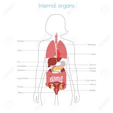 Human organs labeled | inner organs human anatomy. Vector Isolated Illustration Of Human Internal Organs In Female Royalty Free Cliparts Vectors And Stock Illustration Image 121912321