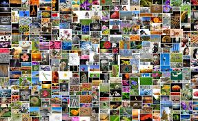 Adobe spark's collage maker is free to use and fun to explore! Pin On Sell Your Photos And Earn