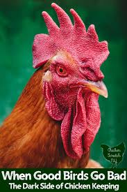 He bellowed but there it was not sweet and lion was mad. The Dark Side Of Chicken Keeping