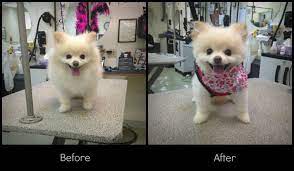 Pin Before And After Pomeranian Haircuts On Pinterest Pomeranian Haircut Pets Pomeranian