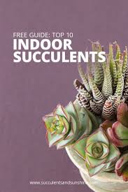 Grab Your Free Guide To The Top 10 Indoor Succulents Succulents Indoor Succulents Succulents Indoor Containers
