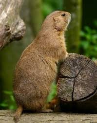 Image result for Cynomys gunnisoni obrázek