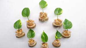 During this process, you'll be removing part of the plant and putting it in its own container. How To Propagate Peperomia Polybotrya Raindrop By Leaf Cuttings In Soil Youtube