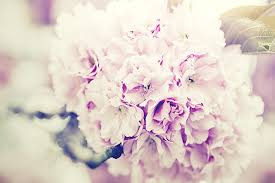 Check spelling or type a new query. What Are Flower Wire Services Floranext Florist Websites Floral Pos Floral Software