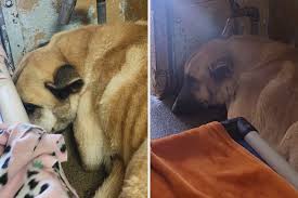 Hearts Break for Shelter Dog Who ‘Knows He Lost Everything’